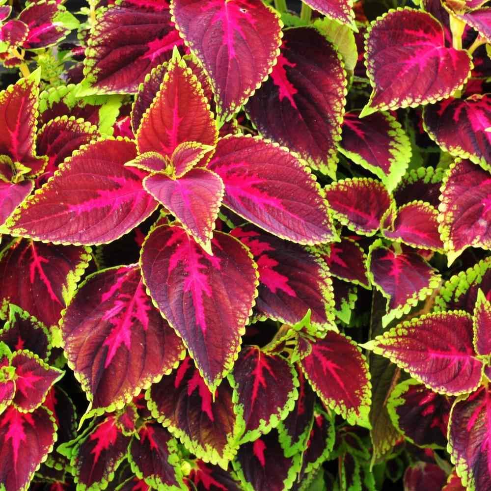 Indoor-outdoor display of Rainbow Mix coleus for bright foliage.