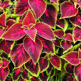 Indoor-outdoor display of Rainbow Mix coleus for bright foliage.