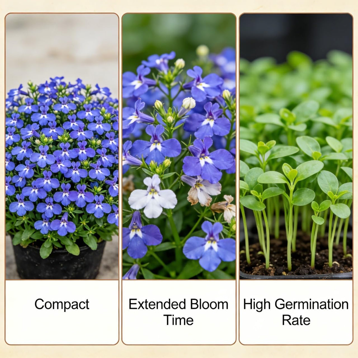 Lobelia thriving with afternoon shade in hot climates