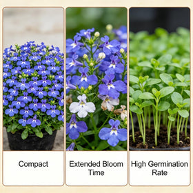 Lobelia thriving with afternoon shade in hot climates