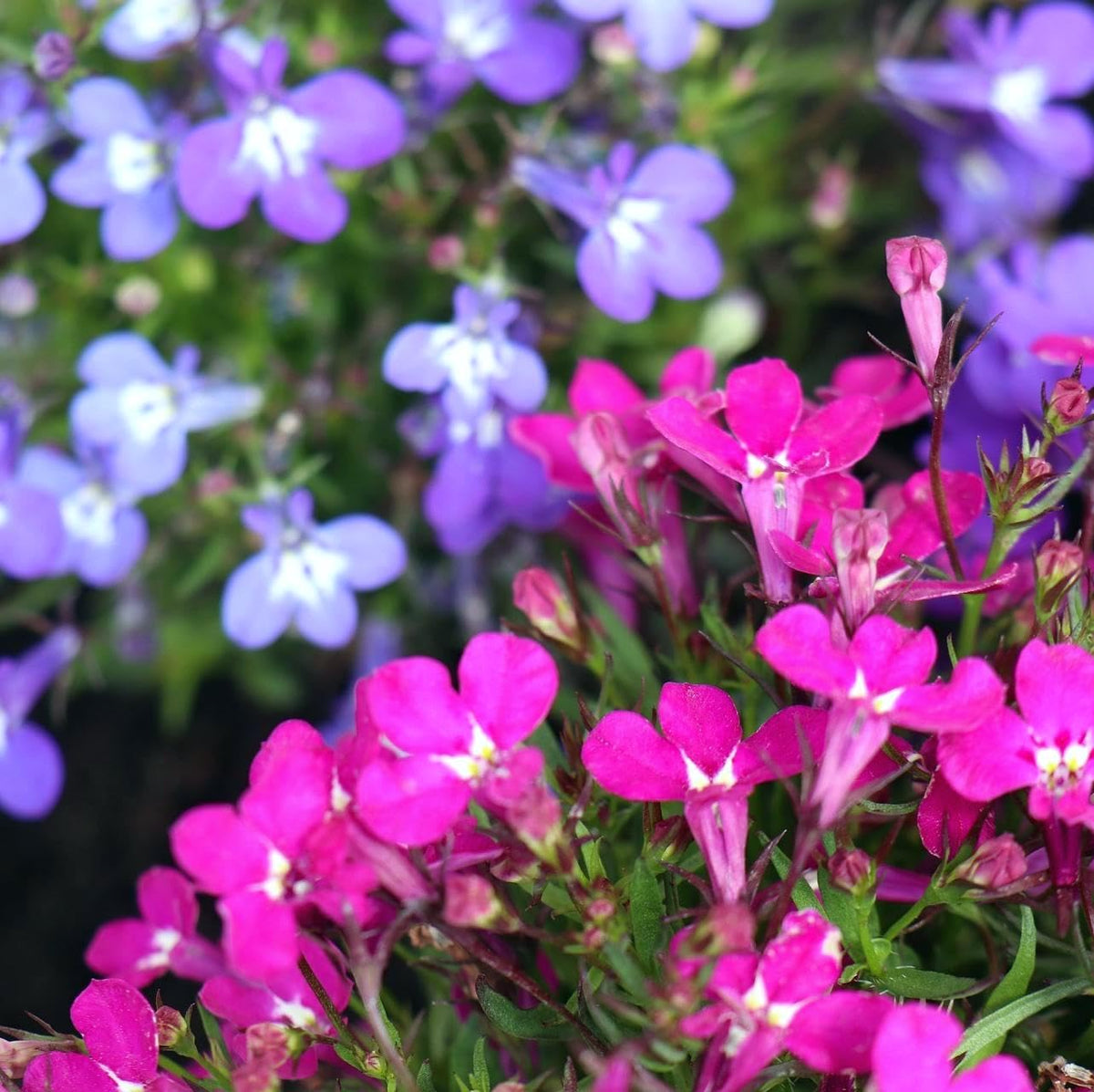 Carpet Creeping Lobelia border edging with compact growth