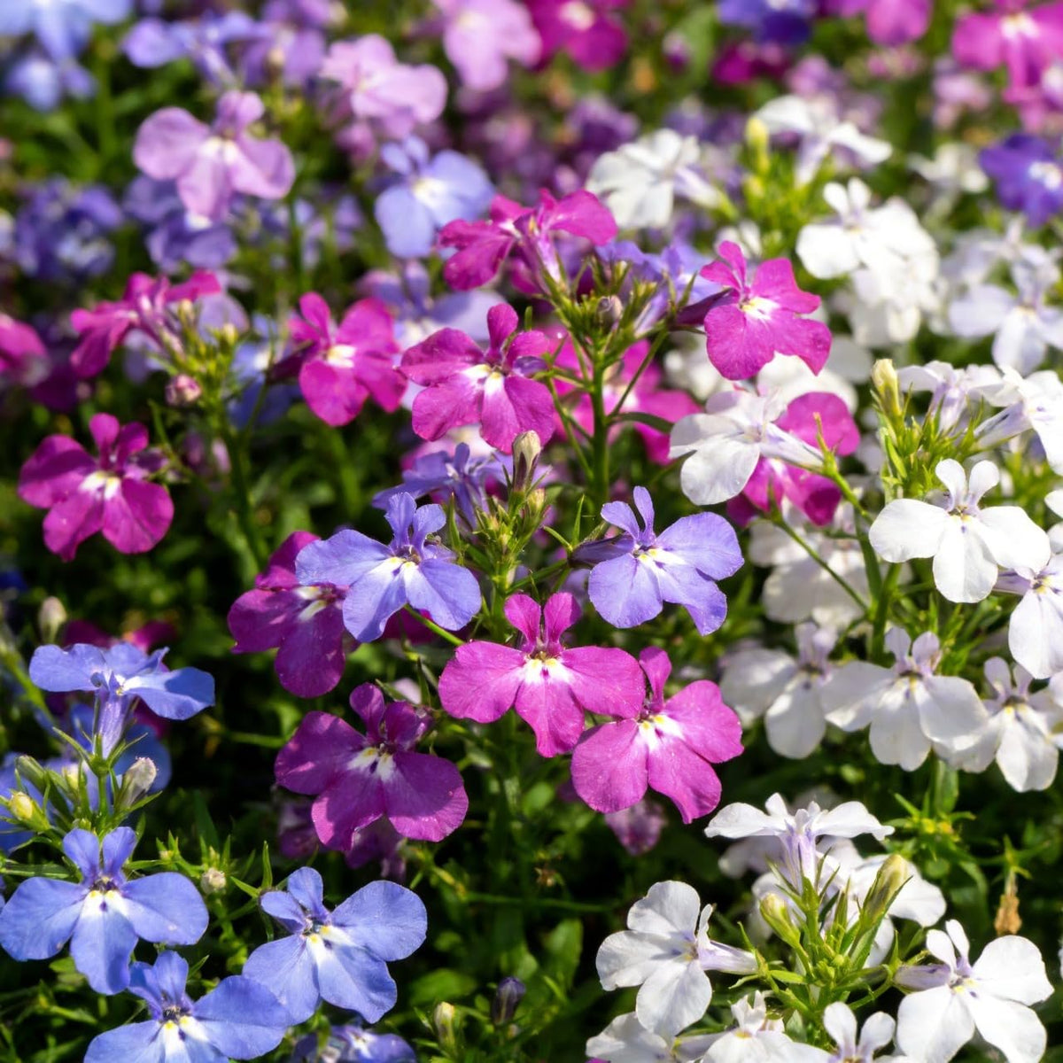 Carpet Creeping Lobelia cascade blooms for containers and beds