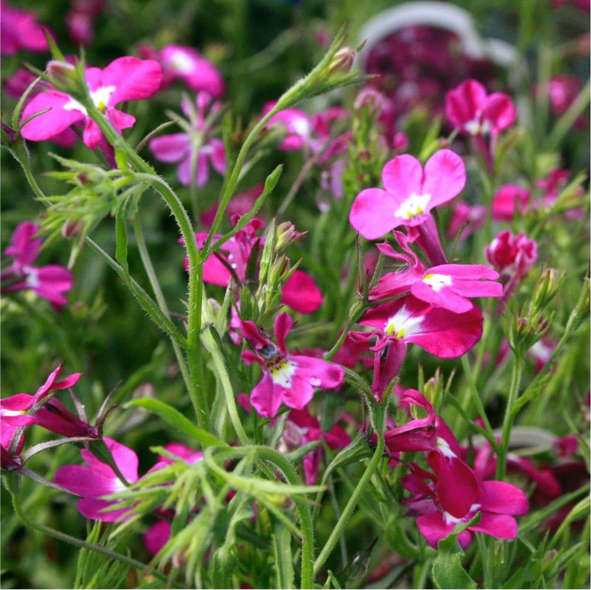 Dense Lobelia groundcover forming a living carpet