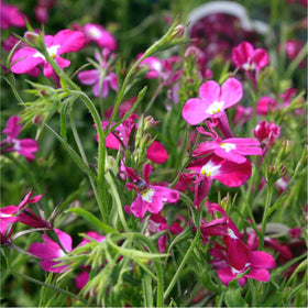 Dense Lobelia groundcover forming a living carpet