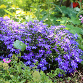 Pollinator-attracting Lobelia blooms draw bees and butterflies