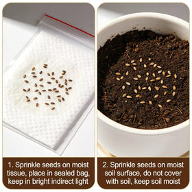 Seed-start ease for home gardeners with Lobelia