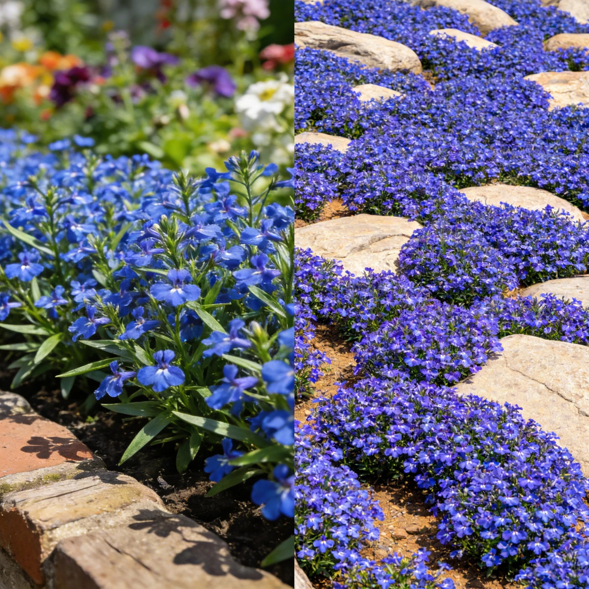 Lobelia care guide with regular watering and drainage