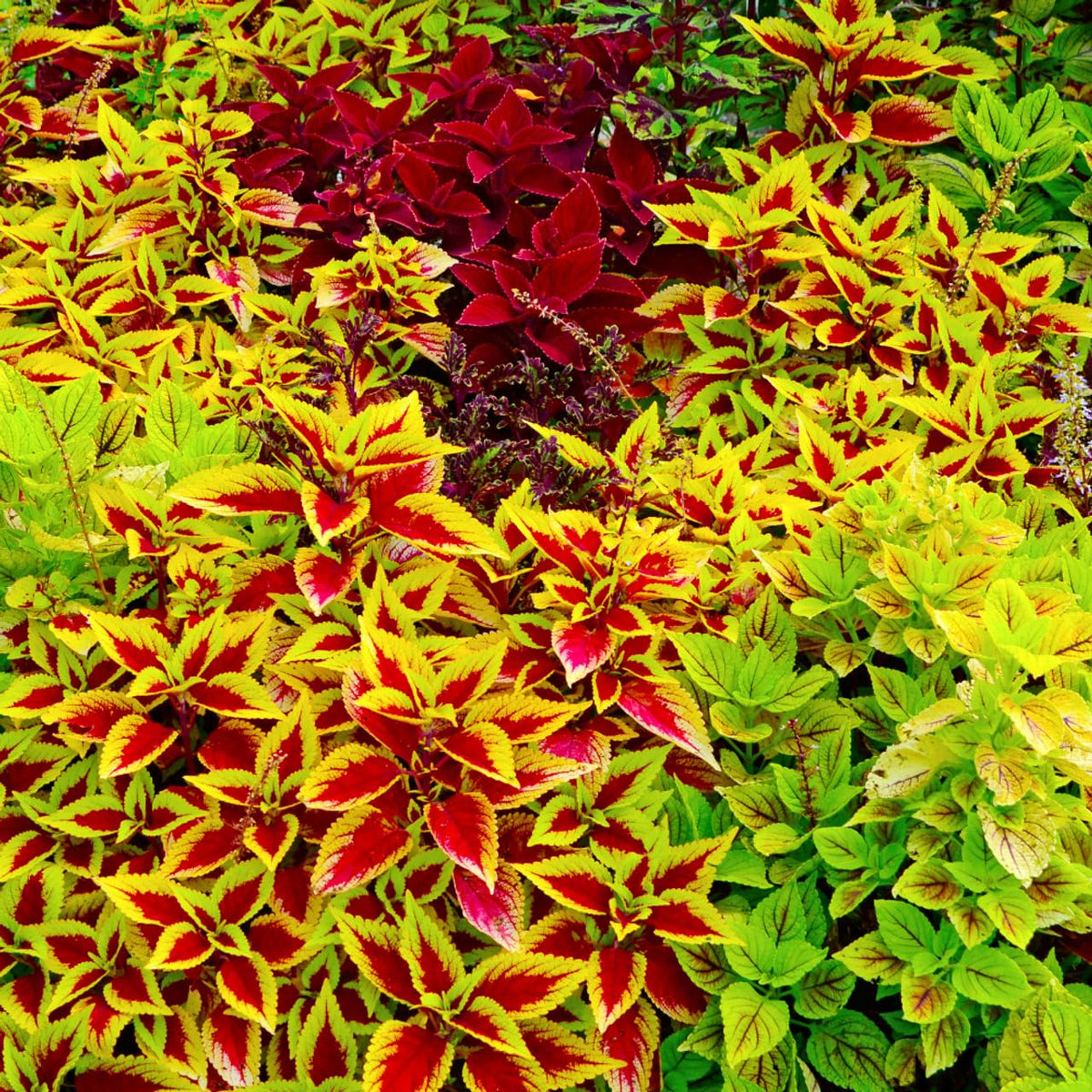 Low-maintenance care tips for busy gardeners.