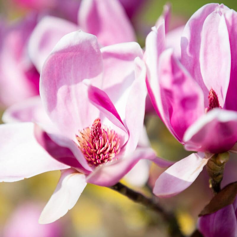 Carpet Creeping magnolia blooms enhance garden fragrance and curb appeal.