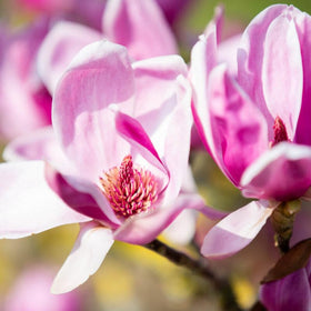 Carpet Creeping magnolia blooms enhance garden fragrance and curb appeal.