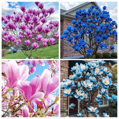 Carpet Creeping magnolia seeds for outdoor planting in a fragrant garden.