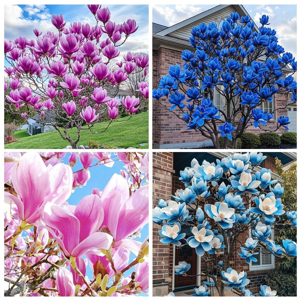 Carpet Creeping magnolia seeds for outdoor planting in a fragrant garden.