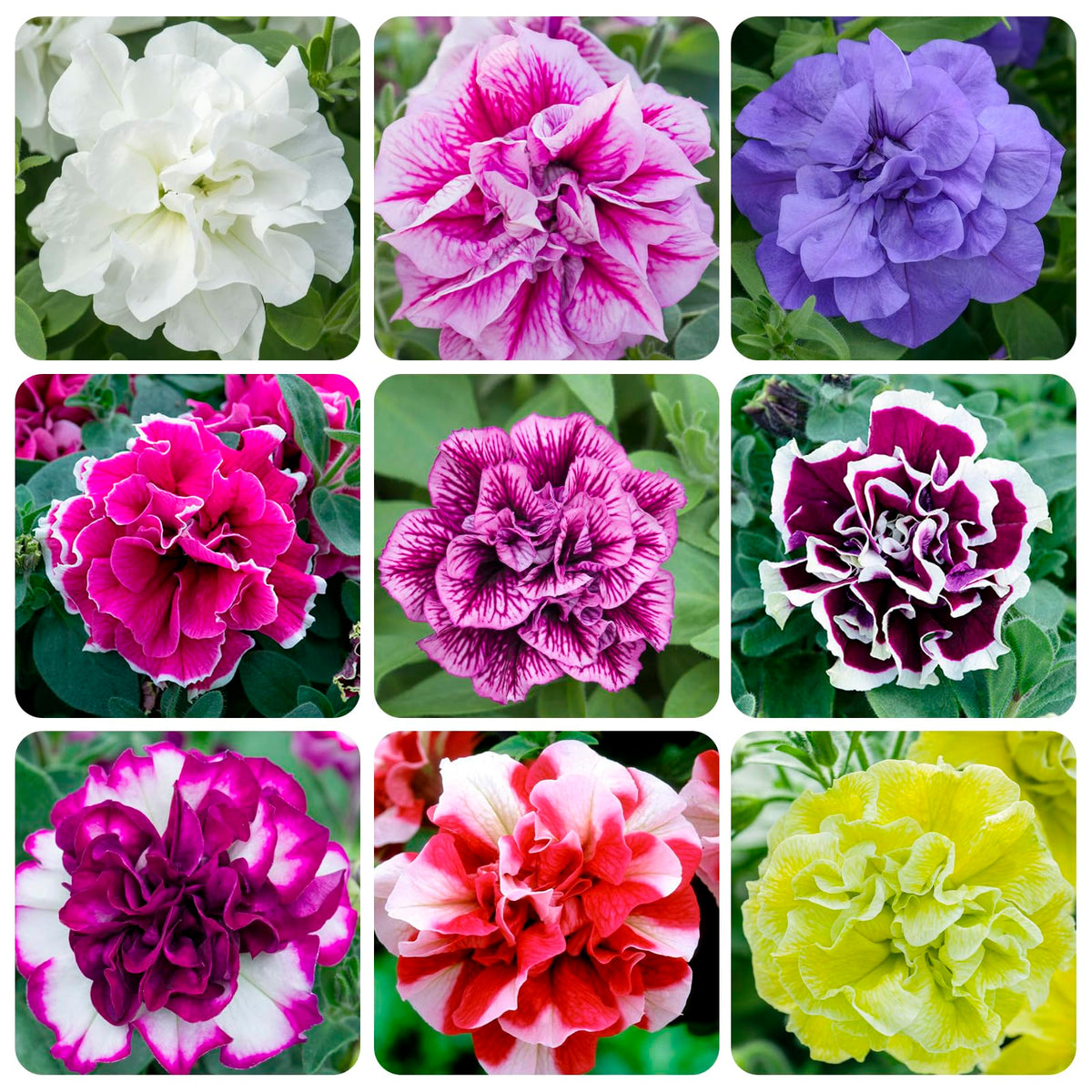 Carpet Creeping Midnight Gold Petunia blooms in close-up show dramatic purple and gold hues