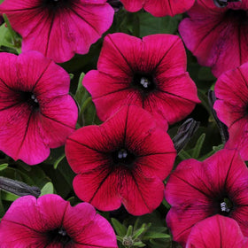 Carpet Creeping Midnight Gold Petunia thriving in a container for patio color