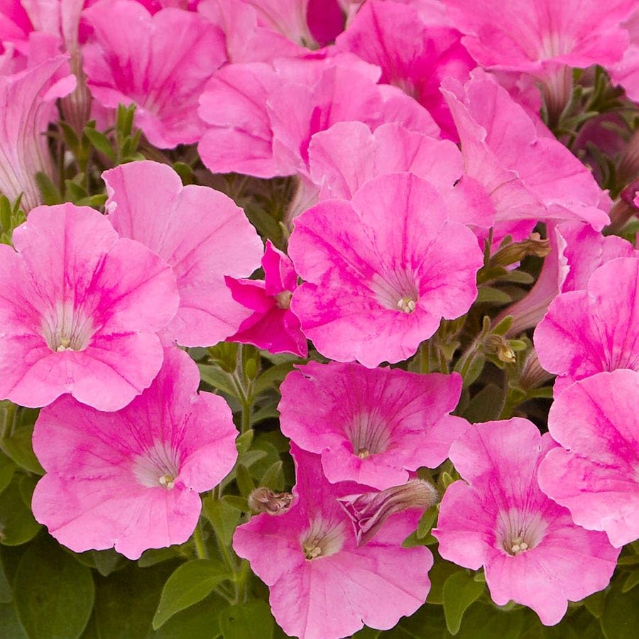 Carpet Creeping Midnight Gold Petunia thriving in a garden bed with color