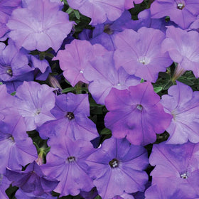 Carpet Creeping Midnight Gold Petunia in a hanging basket for elevated color