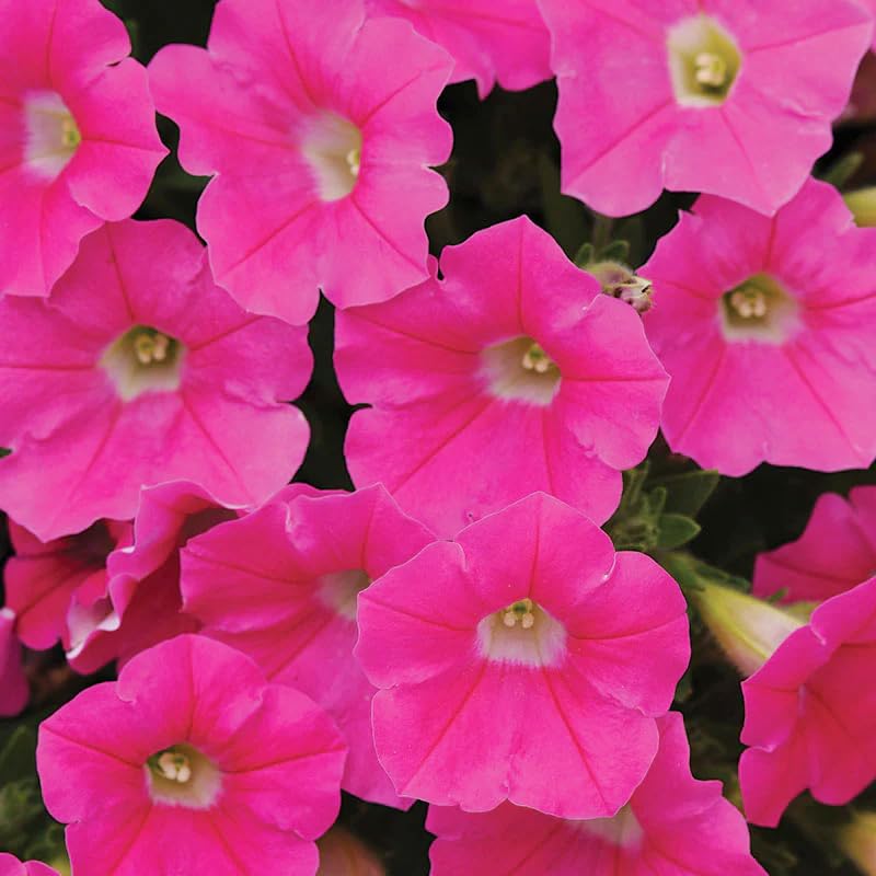 Carpet Creeping Midnight Gold Petunia attracts pollinators like bees and butterflies