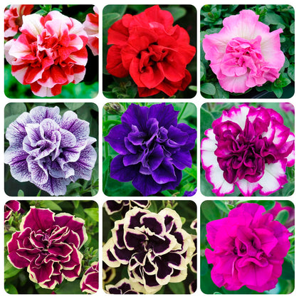 Carpet Creeping Midnight Gold Petunia seeds in a packet ready for vibrant sun borders