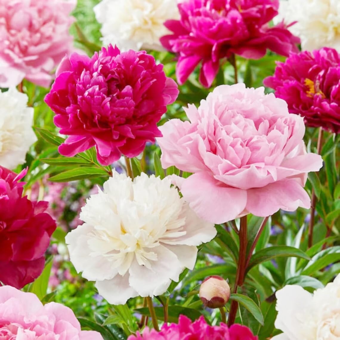 Carpet Creeping mixed color peonies flowers for vibrant landscape accents.
