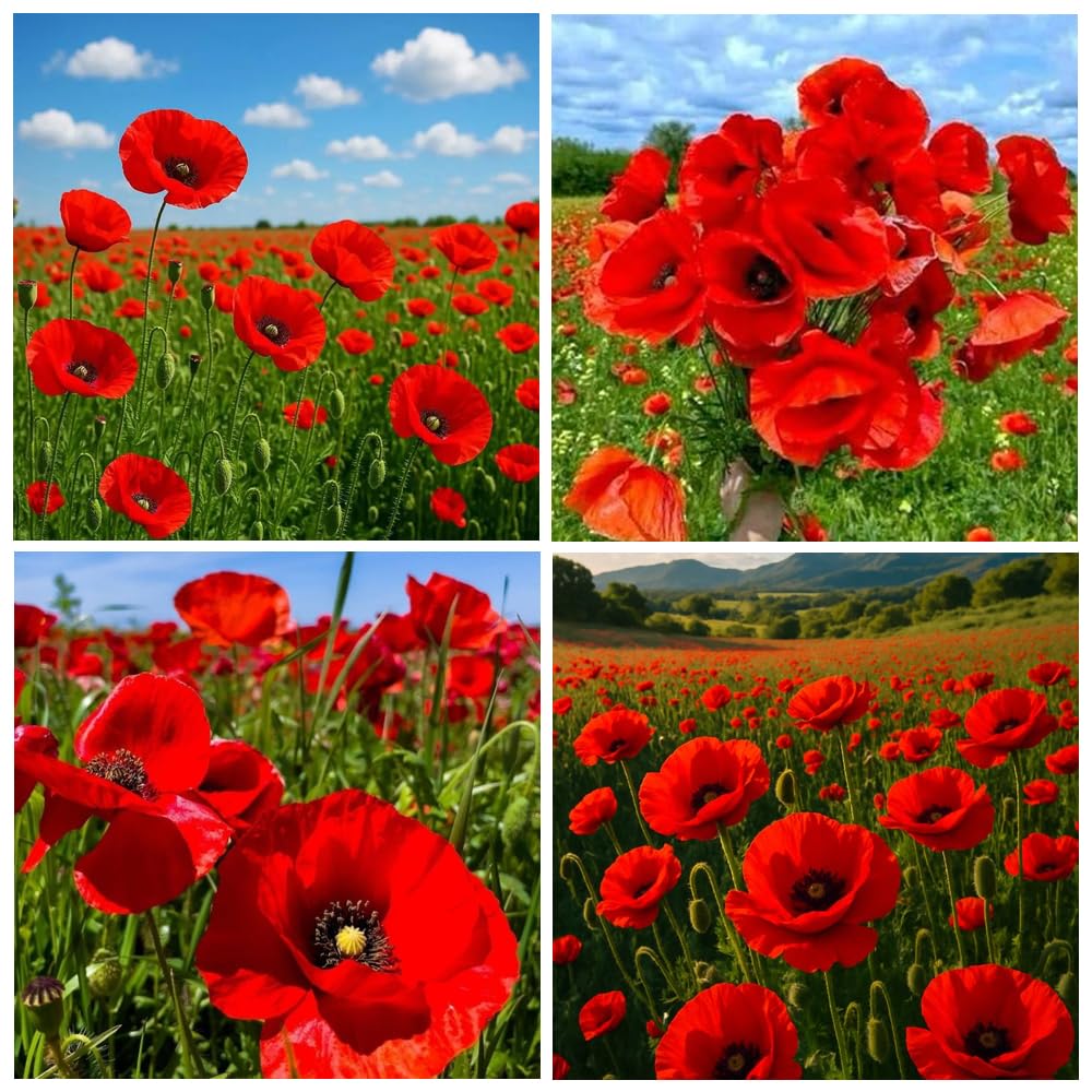 Carpet Creeping mixed poppy seeds bag close-up for vibrant color bloom potential.