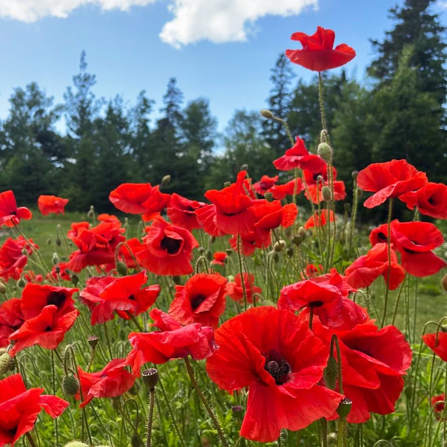 Carpet Creeping mixed poppy seeds border display ready to create long-blooming garden color.
