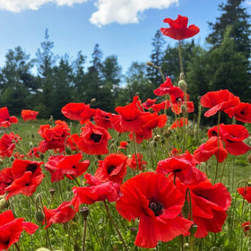 Carpet Creeping mixed poppy seeds border display ready to create long-blooming garden color.