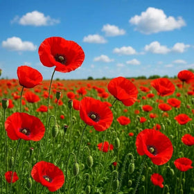 Carpet Creeping mixed poppy color mix blooms in sunny beds attracting pollinators.