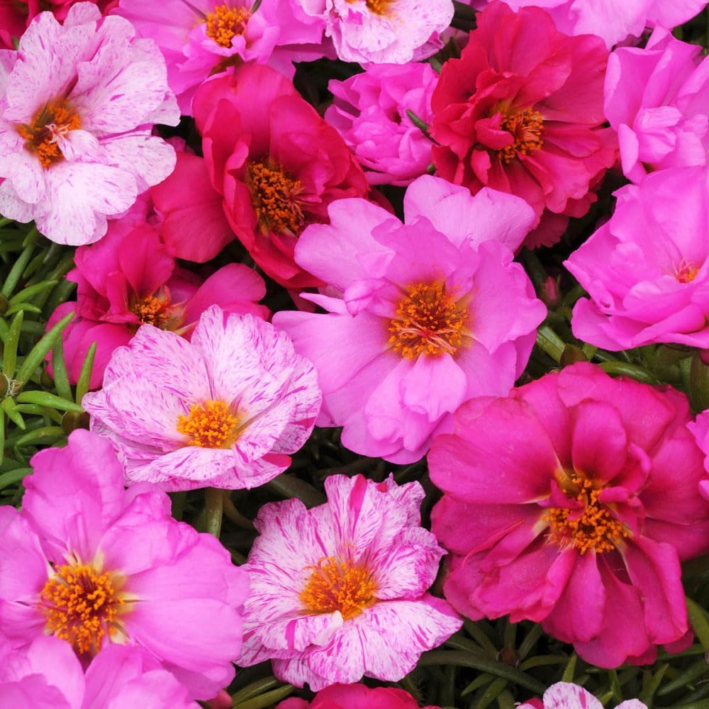 Carpet Creeping Moss Rose blooms showcase bright long lasting garden color