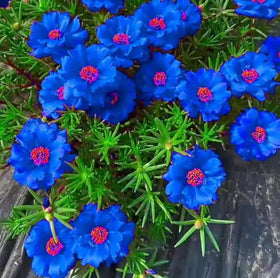 Carpet Creeping Moss Rose groundcover spreads up to 14 inches