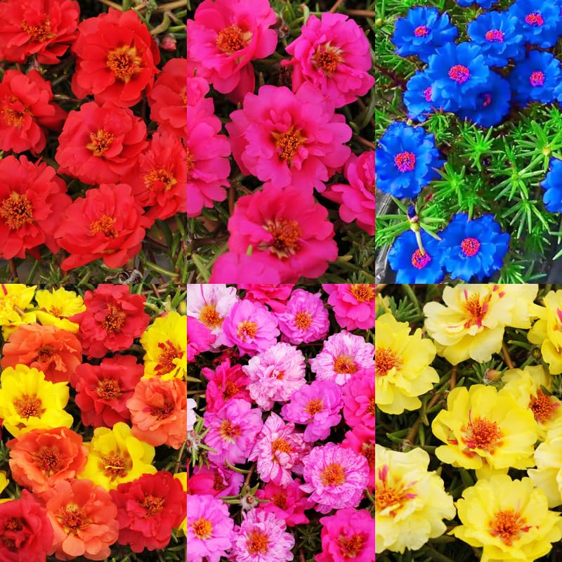 Carpet Creeping Moss Rose seeds pack for easy outdoor planting and vibrant color