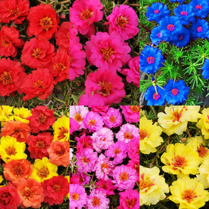 Carpet Creeping Moss Rose seeds pack for easy outdoor planting and vibrant color