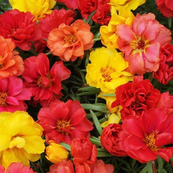 Carpet Creeping Moss Rose seeds sowing stage for quick coverage