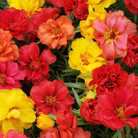 Carpet Creeping Moss Rose seeds sowing stage for quick coverage