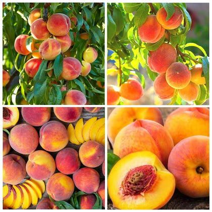 Carpet Creeping Nemaguard peach seeds pack for outdoor planting, ideal home garden starter.