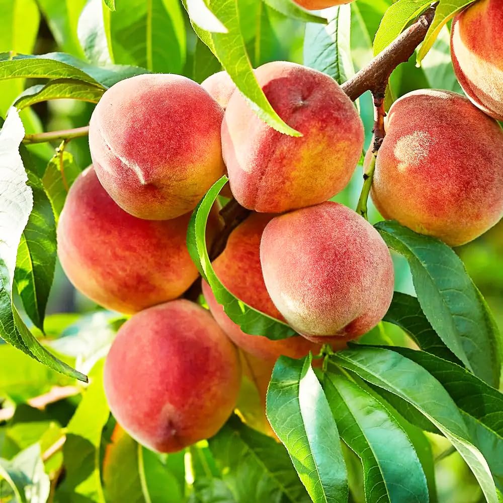 Carpet Creeping Nemaguard peach tree fruit closeup, showcasing ripe peaches.