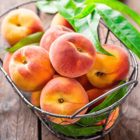 Carpet Creeping Nemaguard peach tree in a garden setup, perfect for orchard.