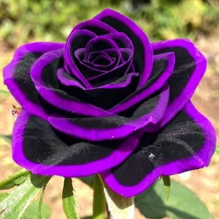 Carpet Creeping outdoor border planting illustrates vibrant perennial rose display.