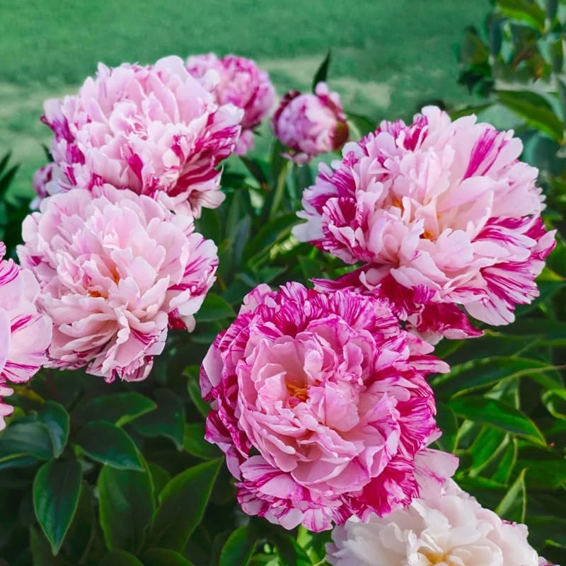 Carpet Creeping outdoor planting options ideal for beginners and pros.