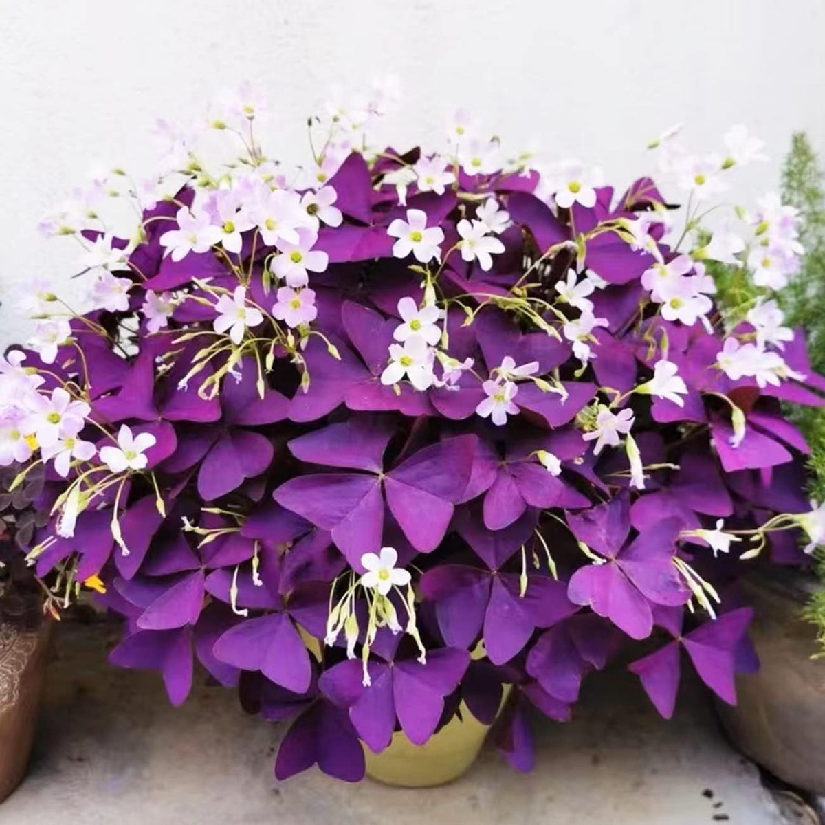 Carpet Creeping Oxalis Triangularis blooms display soft pink-white flowers for year-round charm