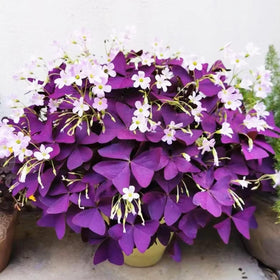 Carpet Creeping Oxalis Triangularis blooms display soft pink-white flowers for year-round charm