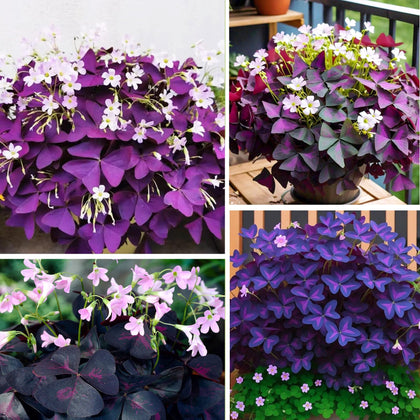 Carpet Creeping Oxalis Triangularis bulbs show deep purple foliage for indoor or outdoor color