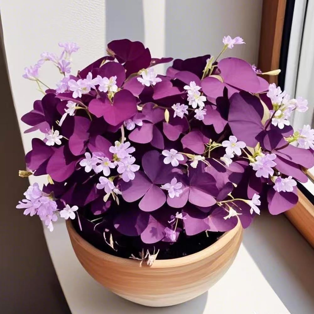 Carpet Creeping Oxalis Triangularis foliage with butterfly-shaped leaves and rich color