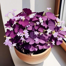 Carpet Creeping Oxalis Triangularis foliage with butterfly-shaped leaves and rich color