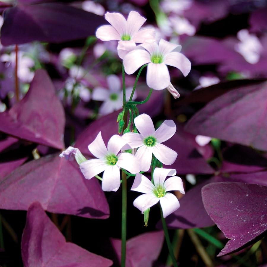 Carpet Creeping Oxalis Triangularis indoors outdoors with easy planting guidance