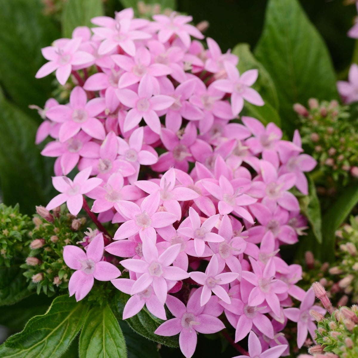 Carpet Creeping Pentas container display demonstrates versatile patio color all season