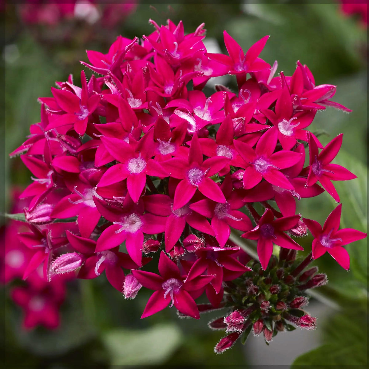 Carpet Creeping Pentas in a flower bed showcases colorful borders with repeated blooms