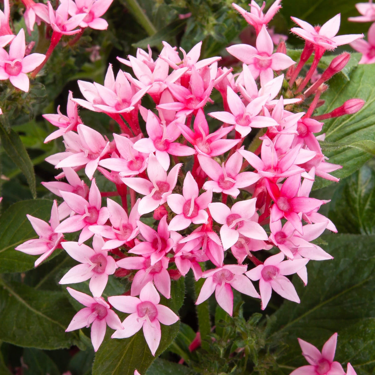 Carpet Creeping Pentas heat tolerance supports drought smart landscapes