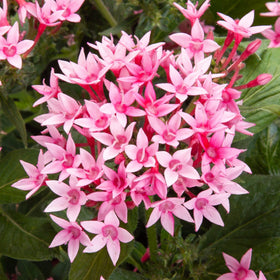 Carpet Creeping Pentas heat tolerance supports drought smart landscapes