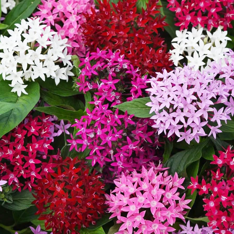 Carpet Creeping Pentas lanceolata seeds show quick, healthy seedling development