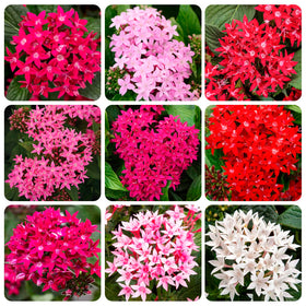 Carpet Creeping Pentas Lucky Star seed pack ready for outdoor planting with vibrant blooms